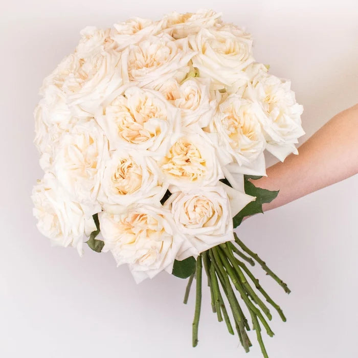 White Ohara Garden Rose Hand - Image