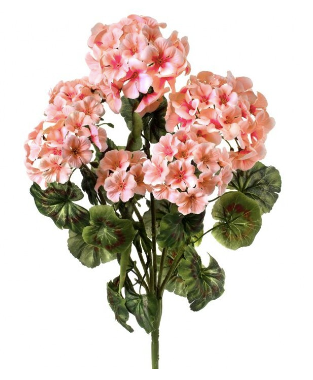 GERANIUM BUSH X 7 20"
