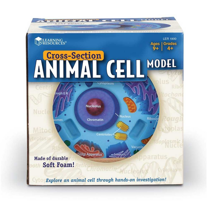 Learning Resources • Cross-Section Animal Cell Model