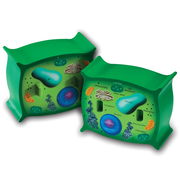 Learning Resources • Cross-Section Plant Cell Model