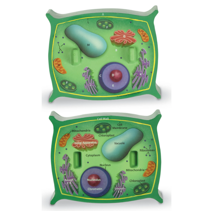 Learning Resources • Cross-Section Plant Cell Model