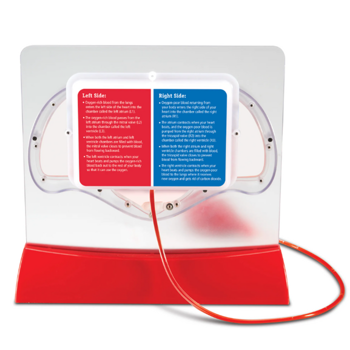 Learning Resources • Pumping Heart Model
