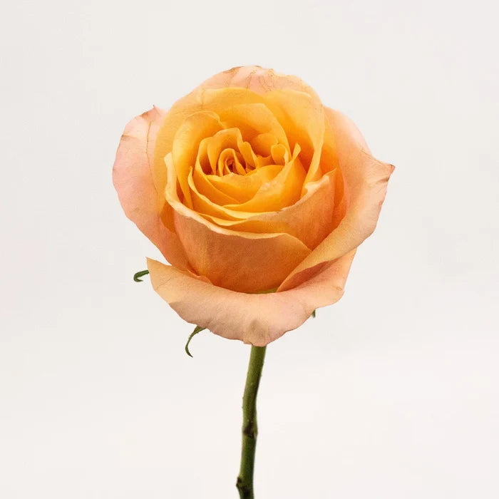 Orange Rose Flower Stem
