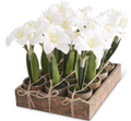 Potted Plant