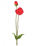 Summer Poppy